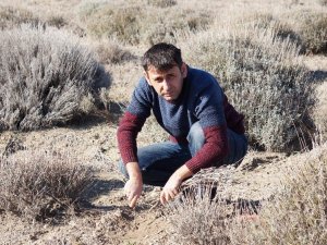 ‘Mor deniz’ lavanta da bahar bakımı zamanı