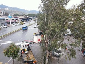 Efeler’de tehlike oluşturan ağaçlar budandı