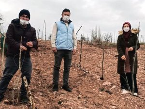 Hisarcık’ta goji berry’lerin gelişim ve durumları incelendi