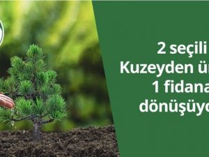 Kuzeyden 50 bin fidan ile 5 orman oluşturuyor