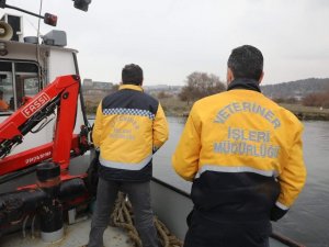 Haliç’te köpek kurtarma operasyonu