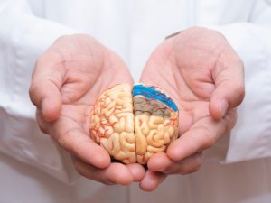 Beyin hakkında doğru sanılan 15 yanlış