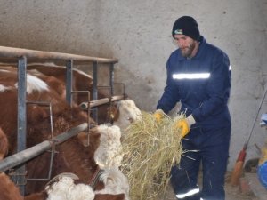 Eski hükümlü Mesut Akan devlet desteğiyle hayvancılığa başladı