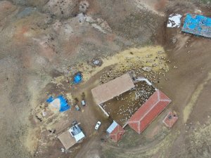 Kuzuların annelerine kavuşma sevinci drone ile görüntülendi