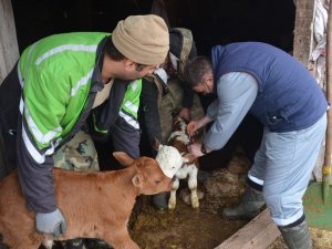 3 bin 818 büyükbaş hayvan aşılandı