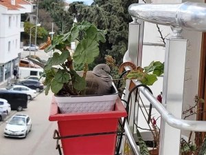 Saksıda çiçek değil kumru açtı