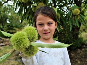 Bursa’nın şekerinde kullanılan Buldan kestanesi coğrafi işaretle tescillendi
