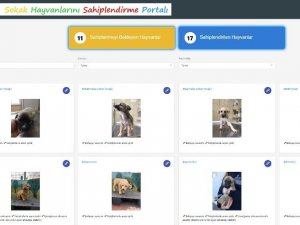Çankaya Belediyesi “sokak hayvanlarını sahiplendirme portalı” oluşturdu