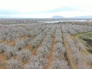 Kayısı bahçelerinde kartpostallık görüntüler