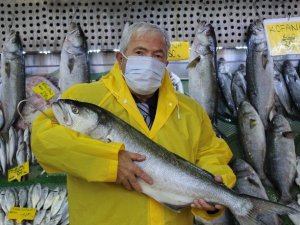Denizlerde kofana bolluğu, ağırlığı 12 kiloya kadar çıktı