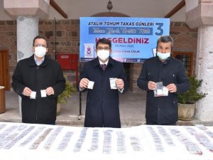 Atalık tohuma ilgi arttı