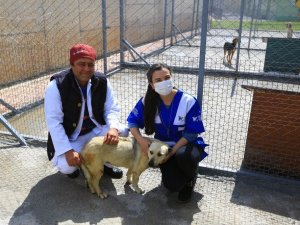 ‘Öznur’ köpek hayata tutundu