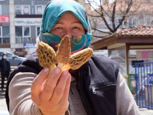 Kuzugöbeği altınla yarışıyor