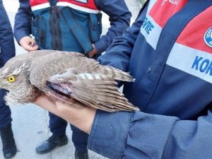 Yaralı atmacaya jandarma sahip çıktı