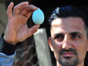 Amerika’dan getirttiği mavi yumurtalar hayatını değiştirdi