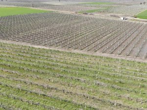 Manisa’da üzüm bağlarını don vurdu