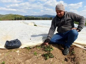 Kar ve don, bakla ve bezelyeyi vurdu