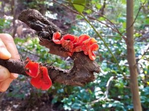 Kuşadası’nı yeni bir mantar türü daha bulundu