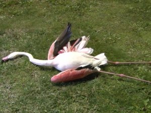 İzmir’de flamingoların toplu ölümü endişe uyandırdı