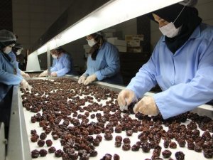 Kuru meyve üreterek pandemi döneminde daha da büyüdüler