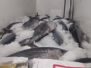 Beylikdüzü’nde avlanması özel izne tabi olan 2,5 ton orkinosa ele konuldu