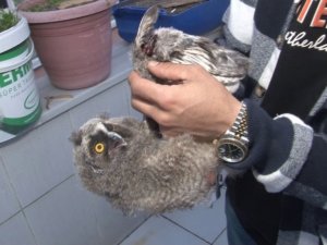 Yaralı yavru baykuşu kurtardı, etle besledi