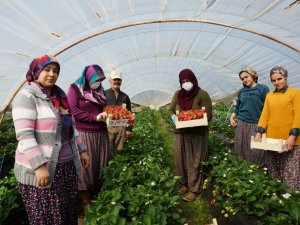 Aydın çileğinin sofralara yolculuğu başladı