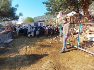 Kaçan keçilerini drone ile arayıp buluyor