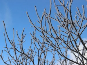 Meteoroloji’den Aydın’a ’zirai don’ uyarısı