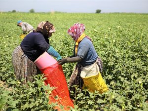 Kütahya’da yılda 250 ton bamya üretiliyor