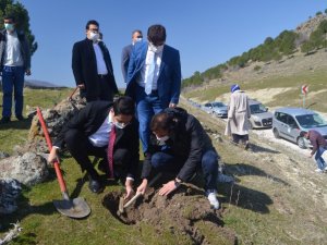Selendi’de kızılçam fidanları toprakla buluştu