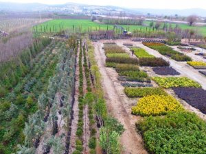 Yunusemre’de 50 bin fidan ve çalı bahara hazırlanıyor