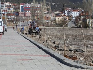 Çameli Belediyesi yeşile 900 fidanlık katkı