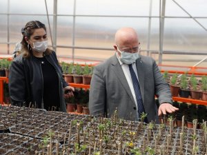Menteşe Belediyesi bitkilerini kendi serasında üretiyor