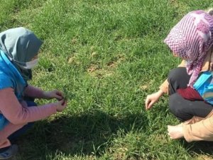 Hisarcık’ta hububat ekili alanlarda fenolojik gözlem