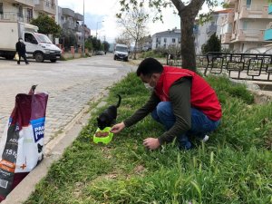 Sokak hayvanları için kuru mama dağıtıldı