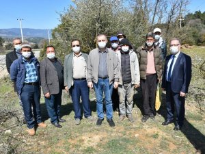 Karacasu’da 12 bin ahlat ağacı aşılanıyor