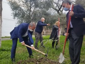 Okul bahçesinde Yunus Emre Hatıra Zeytin Fidanlığı
