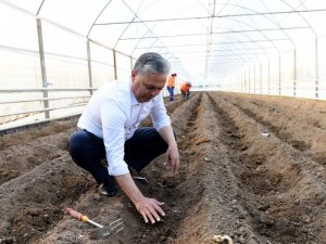 Şifa kaynağı zencefil Muratpaşa’da üretiliyor