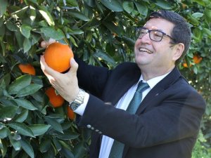 Köyceğiz portakalının farklılıkları raporlandı