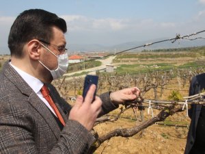 Don zararı yaşayan üreticileri sahada dinlediler