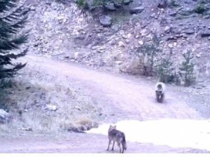Kurt ile ayının kovalamacası kameraya takıldı