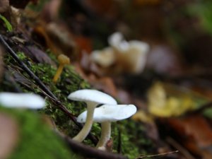 Doğadan toplanan mantarlara dikkat