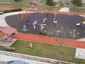 Çocuklar için yapıldı, köpekler kullanıyor