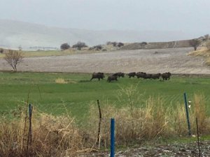 Domuz sürüleri ovaya indi, bölge halkı korkuyla yaşıyor