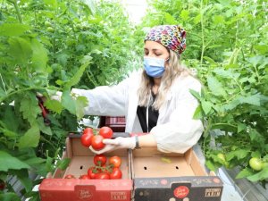 Türkşeker Ankara’da ilk serasını kurdu: İlk ürünler raflarda yerini aldı