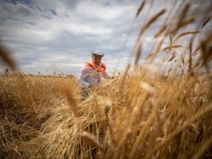 İzmir Büyükşehir tarım desteğinde sınır tanımadı