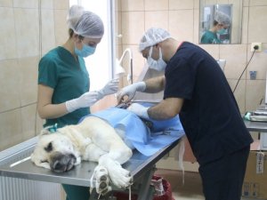 Çankaya Belediyesi’nden sokak hayvanlarının popülasyonunu dengede tutma adımı