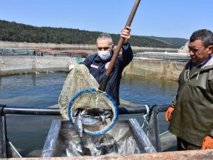 Denizi olmayan Manisa’da su ürünlerinden önemli gelir