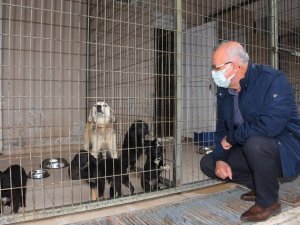 Başkan Kayda, barınaktaki hayvanlarla ilgilendi